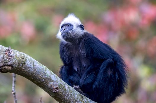 The White-headed Black Langur, the IUCN Red List, China animal protection at the national level and CITESⅠ in Chongzuo of Guangxi, China.