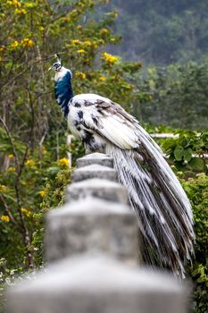 The peacock in Chongzuo of Guangxi, China.