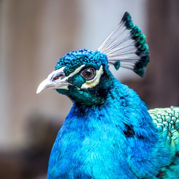 The peacock in Chongzuo of Guangxi, China.