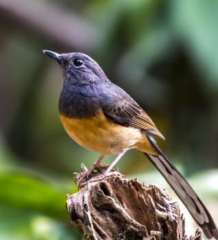 The White-rumped Shama in Chongzuo county of Guangxi, China.