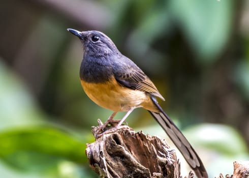 The White-rumped Shama in Chongzuo county of Guangxi, China.