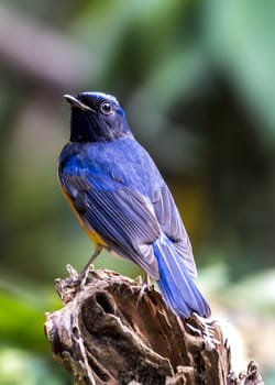 The White-rumped Shama in Chongzuo county of Guangxi, China.