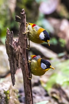 The Silver-eared Mesia in Chongzuo county of Guangxi, China.