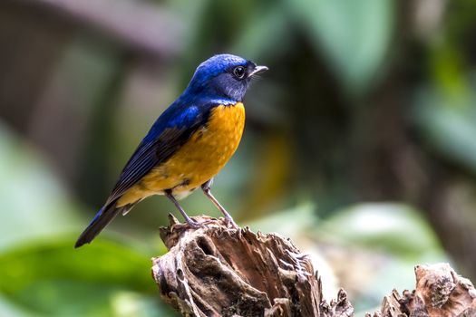 The White-rumped Shama in Chongzuo county of Guangxi, China.