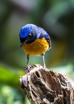 The White-rumped Shama in Chongzuo county of Guangxi, China.