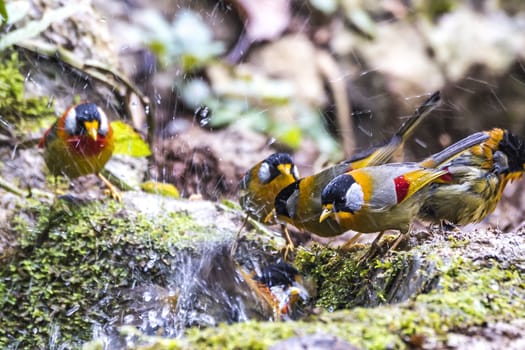 The Silver-eared Mesia in Chongzuo county of Guangxi, China.