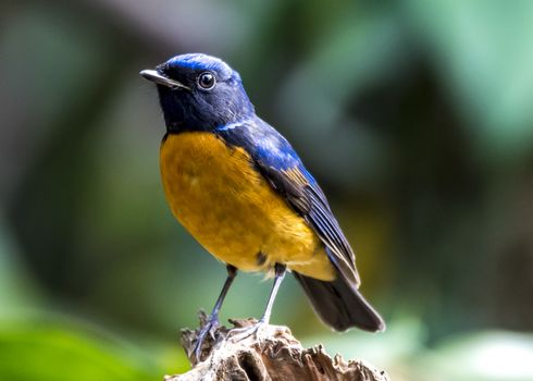 The White-rumped Shama in Chongzuo county of Guangxi, China.