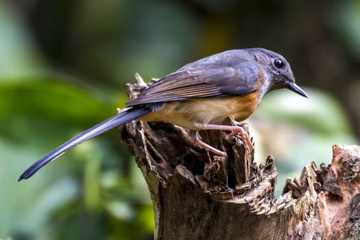 The White-rumped Shama in Chongzuo county of Guangxi, China.