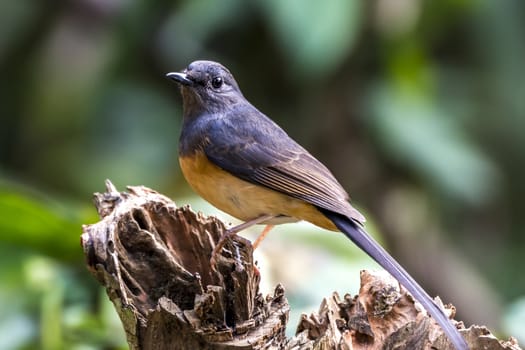 The White-rumped Shama in Chongzuo county of Guangxi, China.