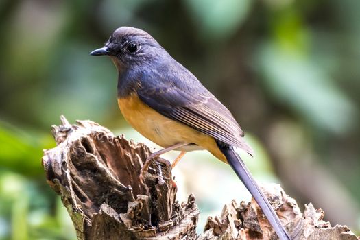 The White-rumped Shama in Chongzuo county of Guangxi, China.