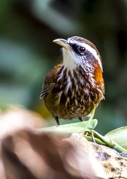 The Streak-breasted Scimitar-babbler in Chongzuo county of Guangxi, China.