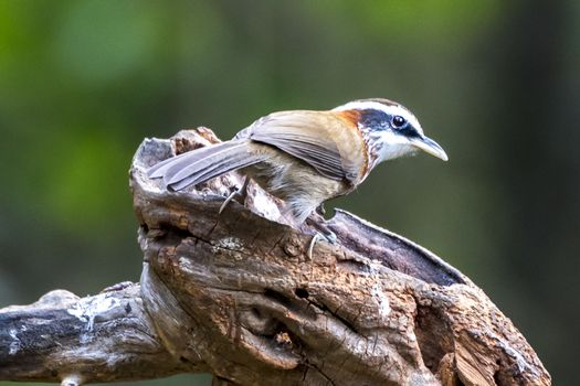 The Streak-breasted Scimitar-babbler in Chongzuo county of Guangxi, China.