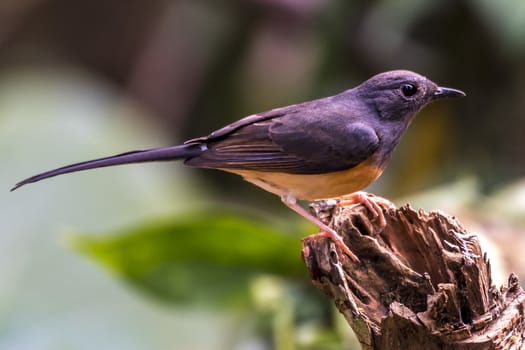 The White-rumped Shama in Chongzuo county of Guangxi, China.