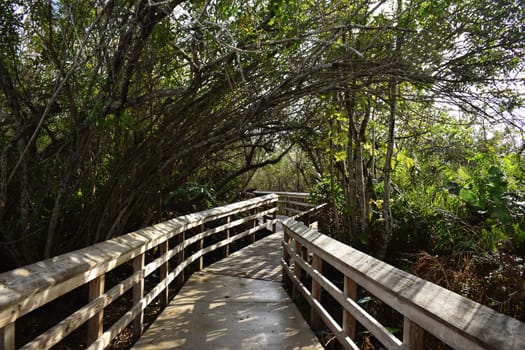 Walkway Over Swamp in National Park