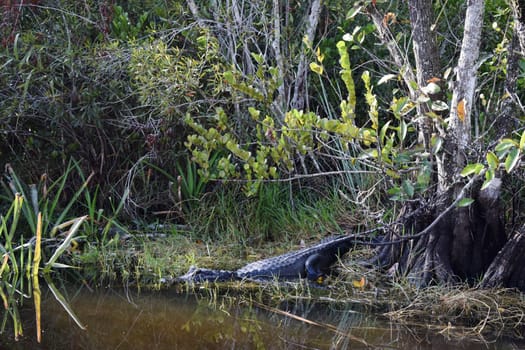 Wild Alligators In Everglades National Park Florida