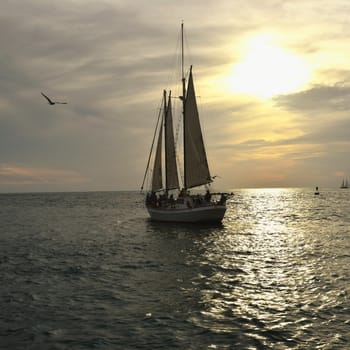 Sailboat on Ocean against Sunset Sky With Bird