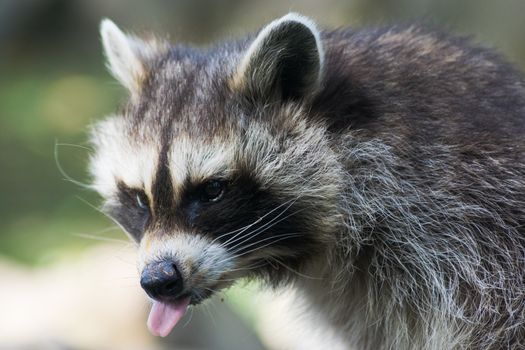 Mouth and tongue of a raccoon