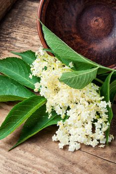 Elderberry inflorescences on a wooden table.Herbal medicine