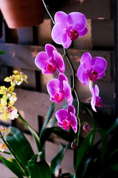 Purple Orchids in Garden in Balboa Park