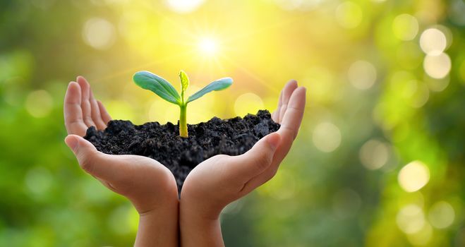 In the hands of trees growing seedlings. Bokeh green Background Female hand holding tree on nature field grass Forest conservation concept