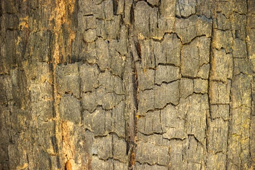 Burned wood texture background. Concept of nature conservation and global warming. Closeup and copy space.