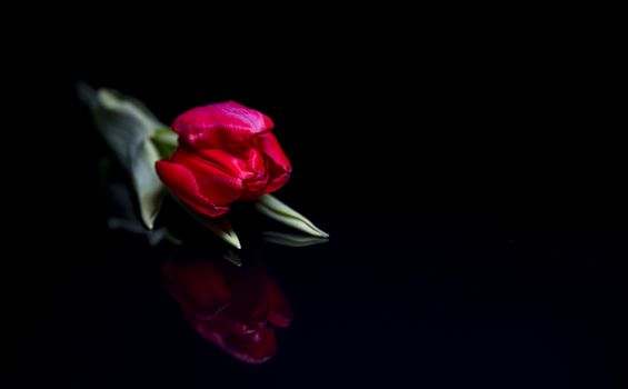 one single red tulip on black background studio shot