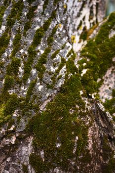 Green moss on walnut bark closeup. Stock photo of walnut tree bark and forest green moss.