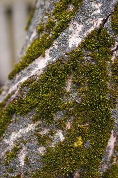 Green moss on walnut bark closeup. Stock photo of walnut tree bark and forest green moss.