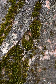 Green moss on walnut bark closeup. Stock photo of walnut tree bark and forest green moss.