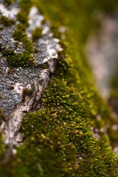 Green moss on walnut bark closeup. Stock photo of walnut tree bark and forest green moss.