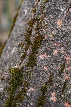 Green moss on walnut bark closeup. Stock photo of walnut tree bark and forest green moss.