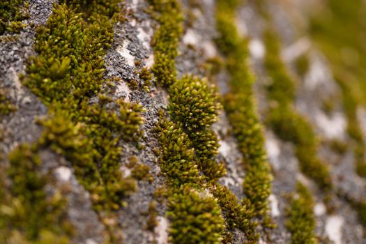 Green moss on walnut bark closeup. Stock photo of walnut tree bark and forest green moss.