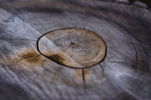 Wooden stump cut closeup with partial soft focus. Rusty center of stump.