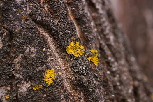 Green moss on walnut bark closeup. Stock photo of walnut tree bark and forest green moss.