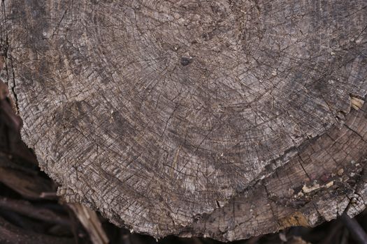 Old wooden texured surface closeup. Moss and relief on surface. Stock photo of old wooden pattern of aged boards with moss. Brown and gray colors on photo.