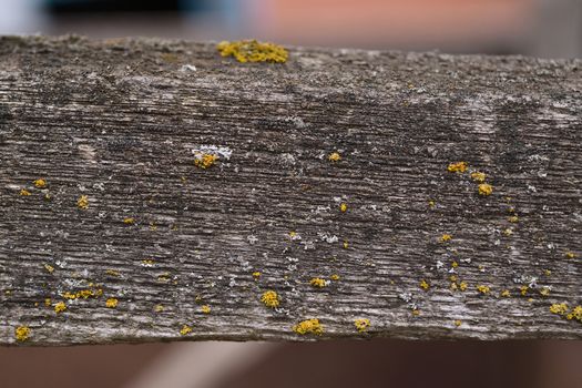 Old wooden texured surface closeup. Moss and relief on surface. Stock photo of old wooden pattern of aged boards with moss. Brown and gray colors on photo.