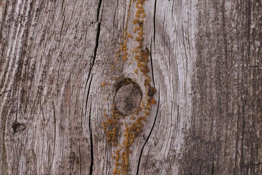 Old wooden texured surface closeup. Moss and relief on surface. Stock photo of old wooden pattern of aged boards with moss. Brown and gray colors on photo.