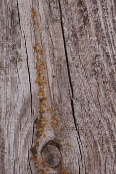 Old wooden texured surface closeup. Moss and relief on surface. Stock photo of old wooden pattern of aged boards with moss. Brown and gray colors on photo.