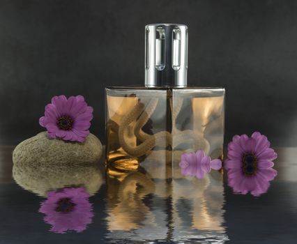 exclusive golden coloured parfum in glass bottle woth ze setting with spanish daisy flowers and stackes stones on dark background