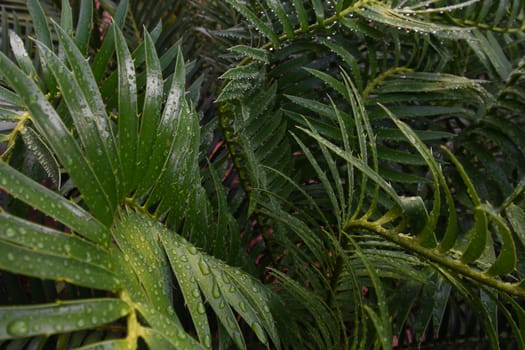 Lush green tropical cycad leaves (Encephalartos sp.) after summer rain, Pretoria, South Africa