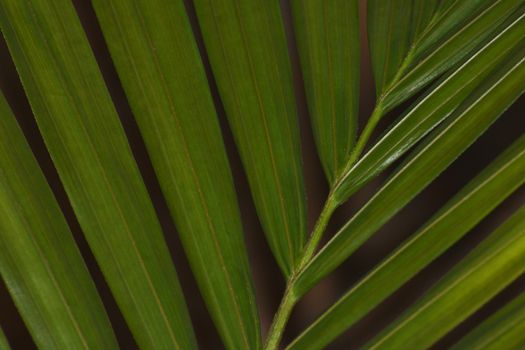A lush green majesty palm leaf (Ravenea rivularis) close-up frame, Pretoria, South Africa