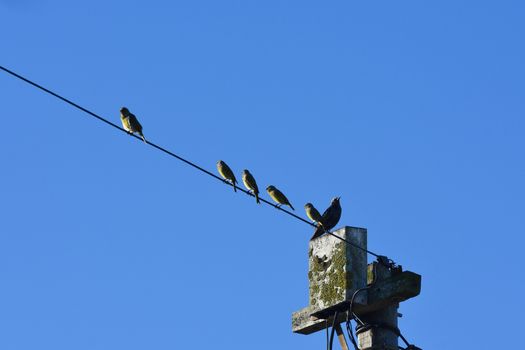 An European starling (Sturnus vulgaris) and cape canaries (Serinus canicollis) basking in the sunset light on a telephone pole, Mossel Bay, South Africa