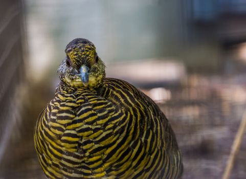 face of a female golden pheasant in closeup, tropical bird specie from china and america