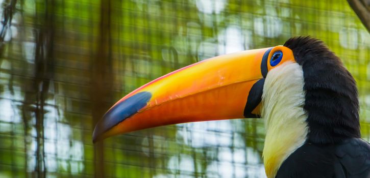 Toco Toucan with its bill and face in closeup, beautiful tropical bird from America