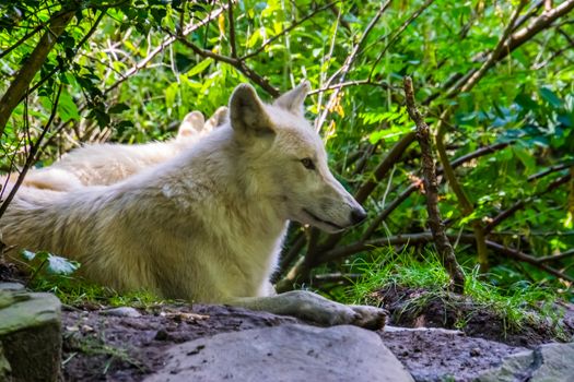 closeup portrait of a white wolf laying on the ground, Wild dog specie from the forests of Eurasia