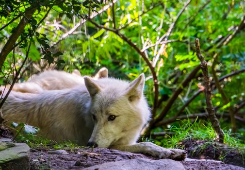 closeup of a white wolf laying on the ground, Wild dog specie from the forests of Eurasia