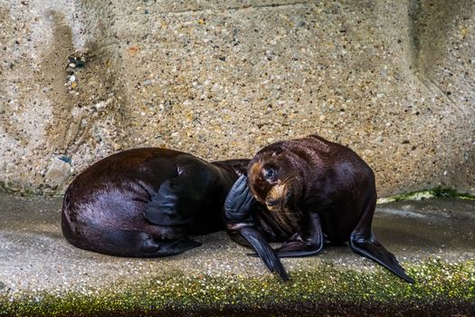 closeup of a juvenile california sea lion couple, Eared seal specie from America