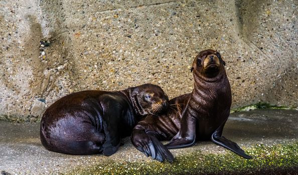 closeup of a juvenile california sea lion couple together, social seal behavior, Eared seal specie from America