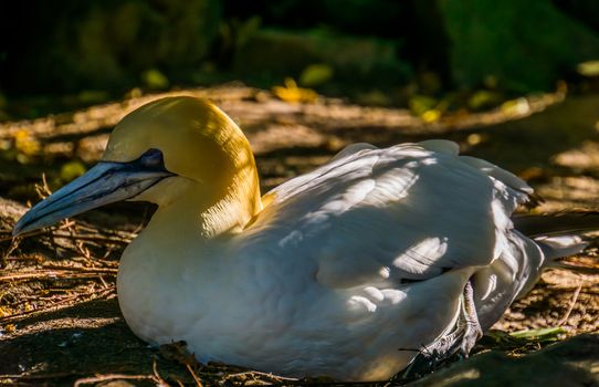 closeup portrait of a northern gannet sitting on the ground, tropical bird specie from the atlantic coast