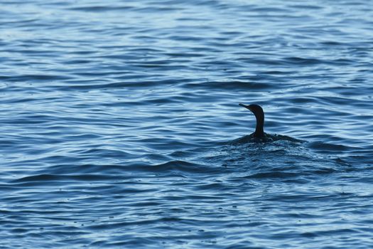 A cape cormorant bird (Phalacrocorax capensis) swimming in open sea water, Mossel Bay, South Africa